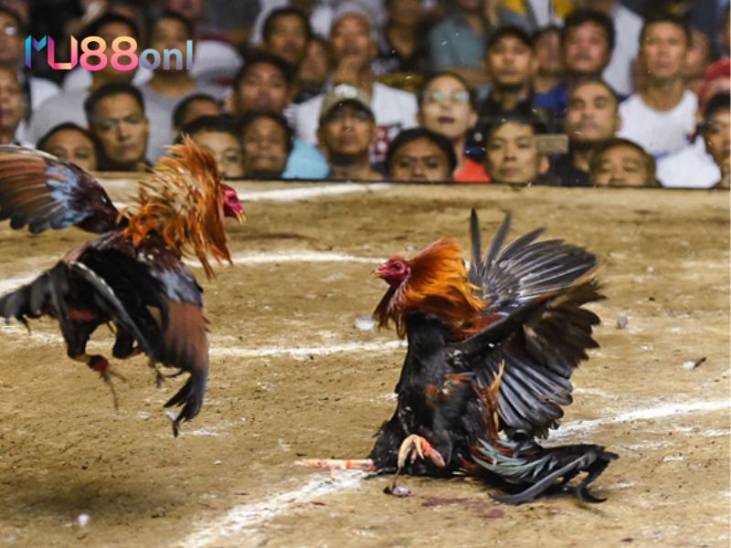 Đá gà Peru trận đấu hấp dẫn